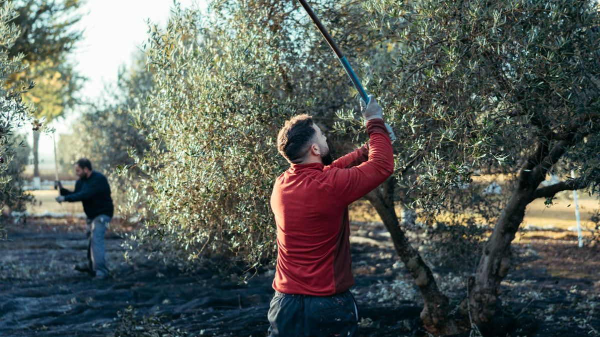 Renta agraria para mayores de 52 años necesitan peonadas