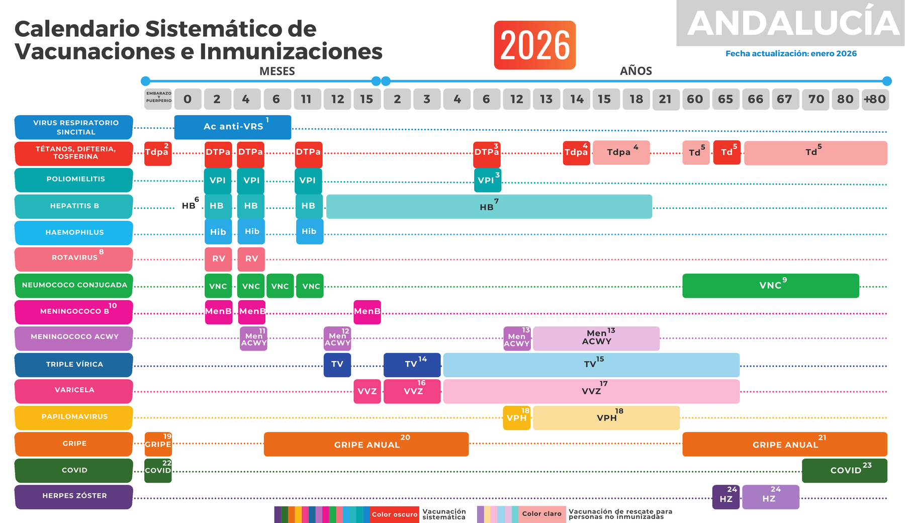 Calendario vacunal de Andalucía 2026 por edades, desde el embarazo hasta los 80 años